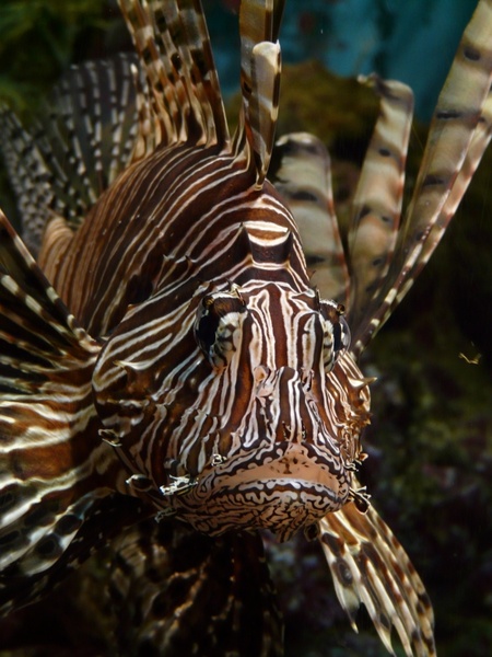 lionfish fish pacific rotfeuerfisch