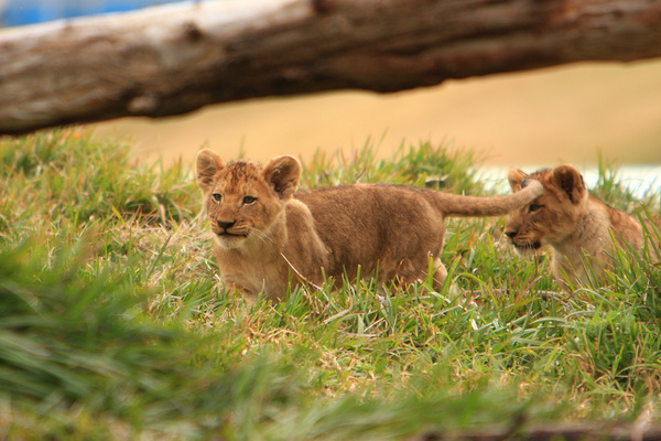 lions amp lion cubs
