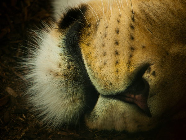 lions nose