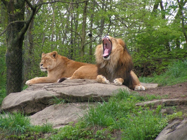 lions pittsburgh zoo