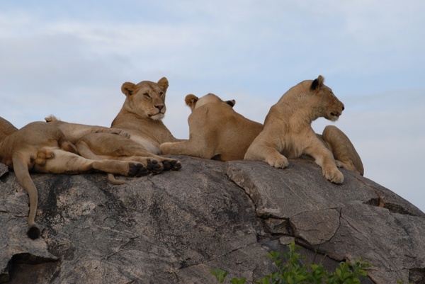 lions serengeti tanzania