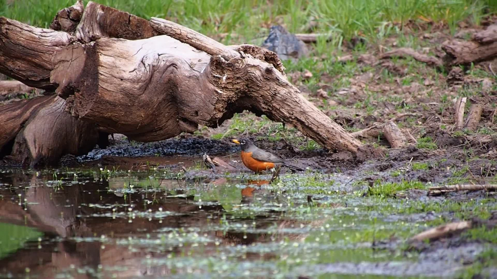 little birds swimming on muddy pond in nature