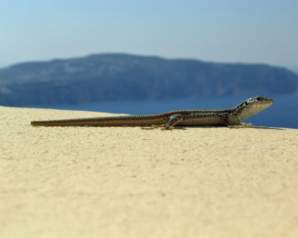 lizard reptile animal