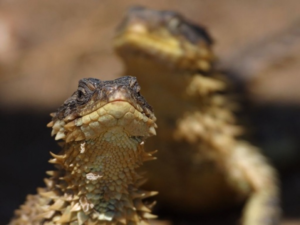 lizard reptile iguana