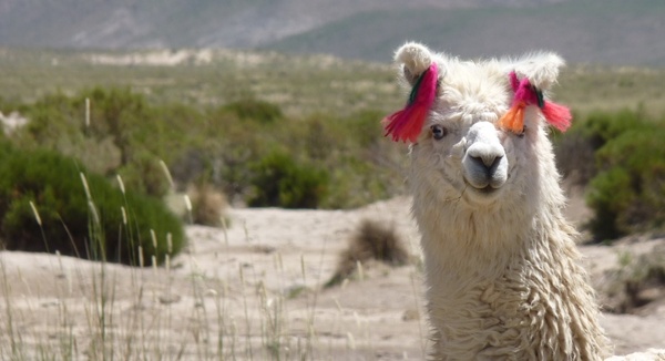 llama glama camelid animal