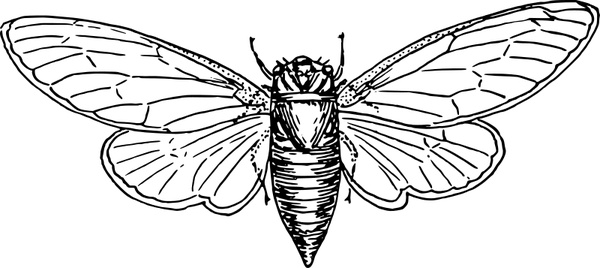 locust 