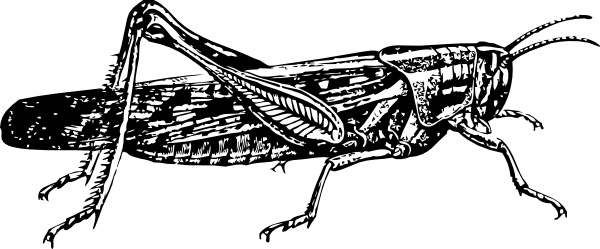 Locust clip art 
