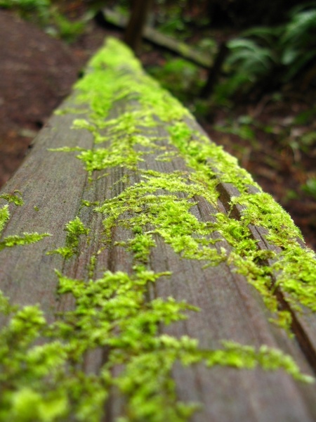 log with green moss