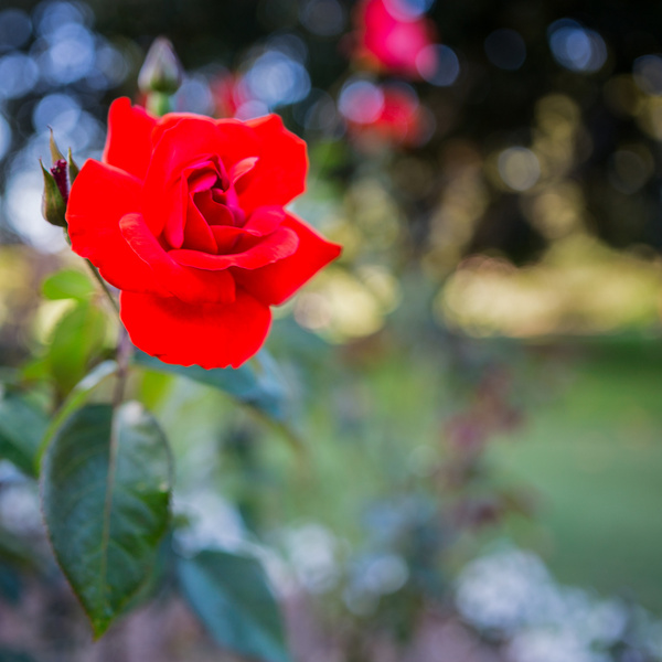 lone red rose royal botanic garden sydney australia sml201403146d30868sq