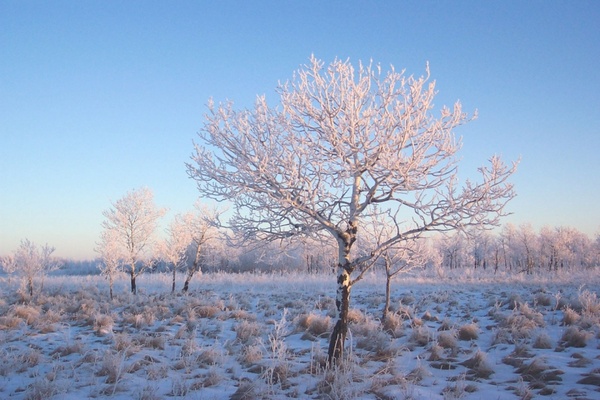 lone tree light frost
