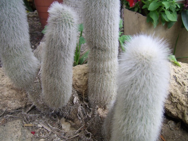 long haired cactus