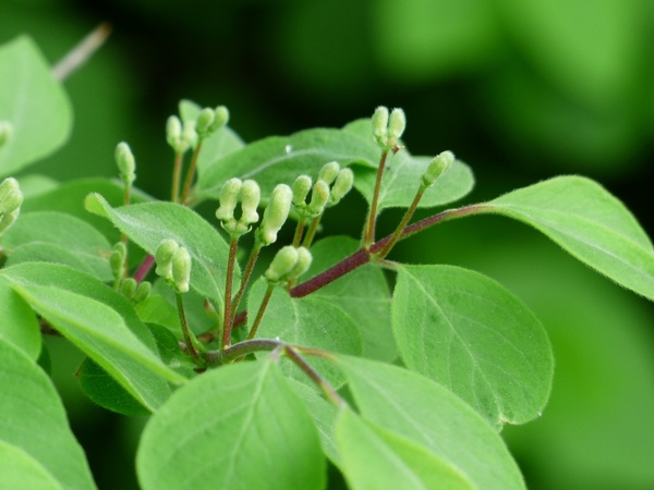 lonicera xylosteum honeysuckle bush 