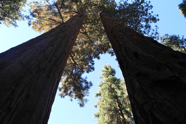 looking up at 2 tall sequoia tree trunks