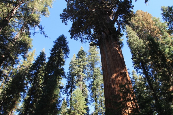 looking up at tall sequoia trees