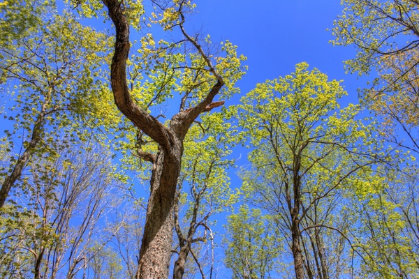 looking up at trees at porcupine mountains state park michigan