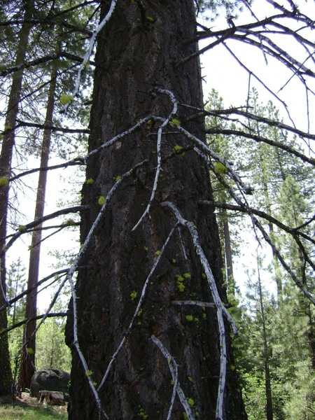 loon lake 757