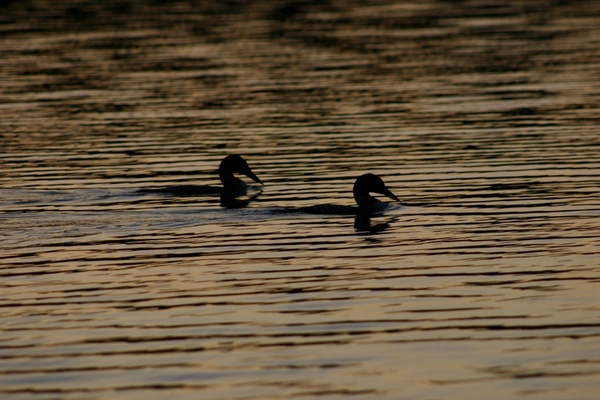 loons