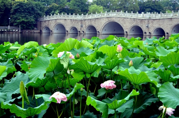 lotus flower field 
