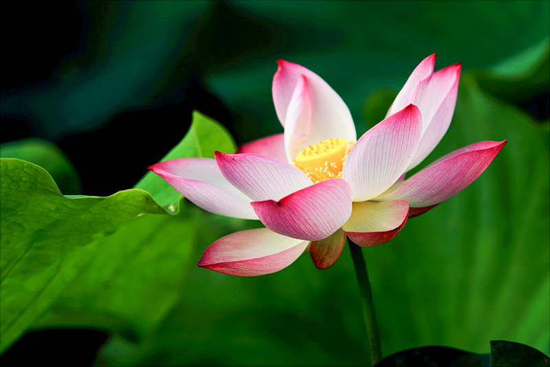lotus flower picture elegant blossom 