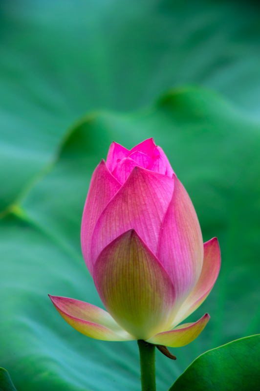 lotus flower picture elegant closeupe realistic