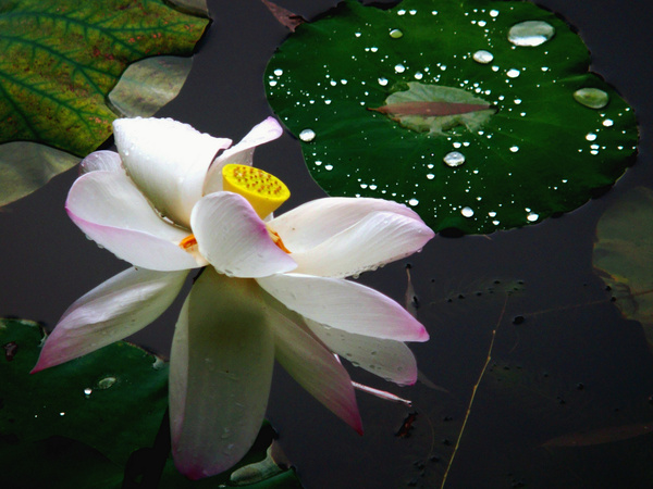 lotus flowers amp drops of water