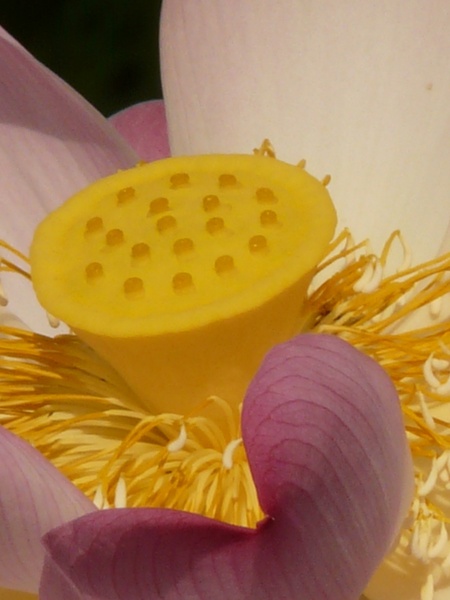 lotus lotus blossom flower
