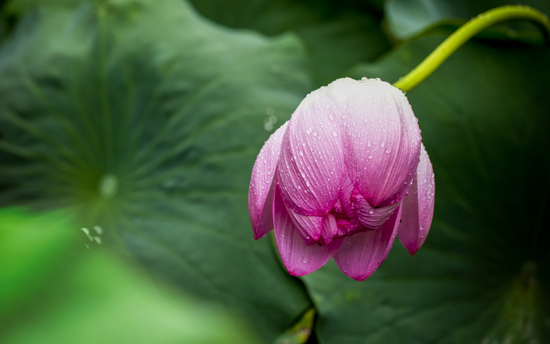 lotus picture elegant wet petal closeup