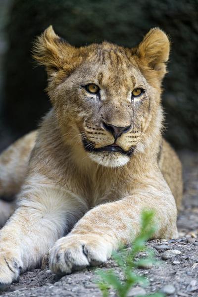 lounging lion cub