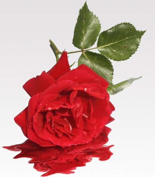 love flower rose