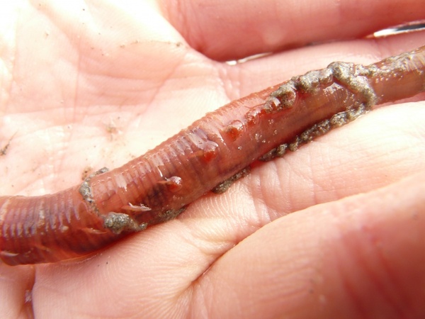 lugworm worm arenicola marina