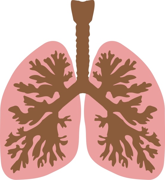 Lungs and bronchus