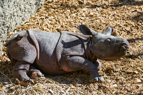 lying baby rhino