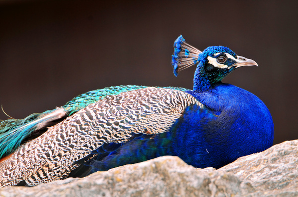 lying peacock