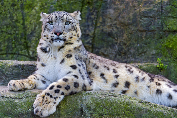 lying snow leopard 