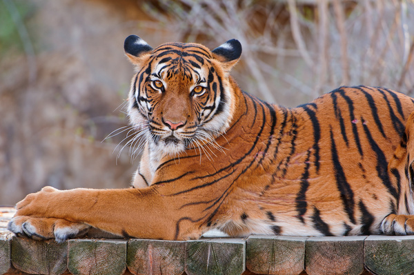 lying sumatran tiger 