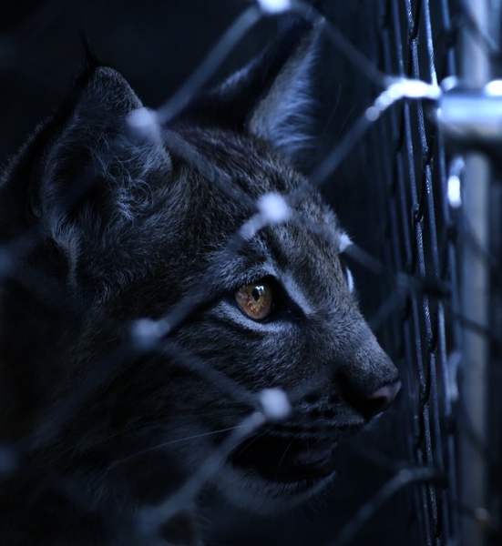 lynx caught imprisoned