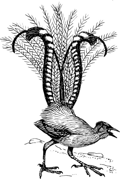 lyre bird