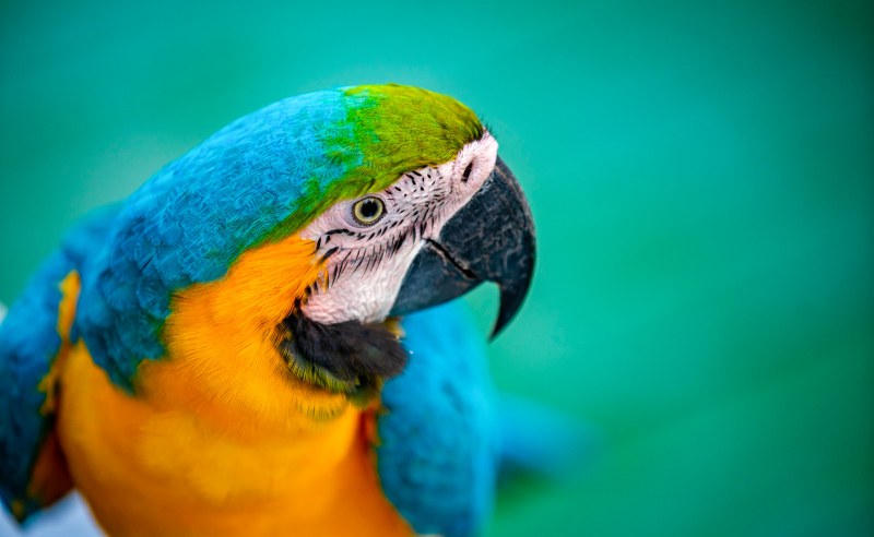macaw animal picture closeup elegance 