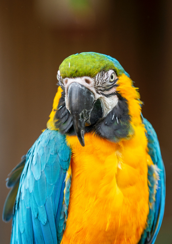macaw bird picture cute closeup  