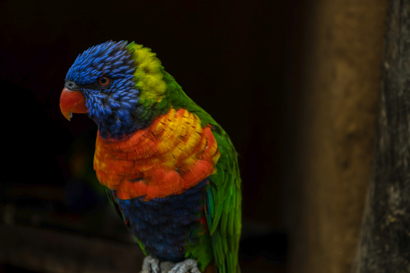 macaw bird picture dark colorful  