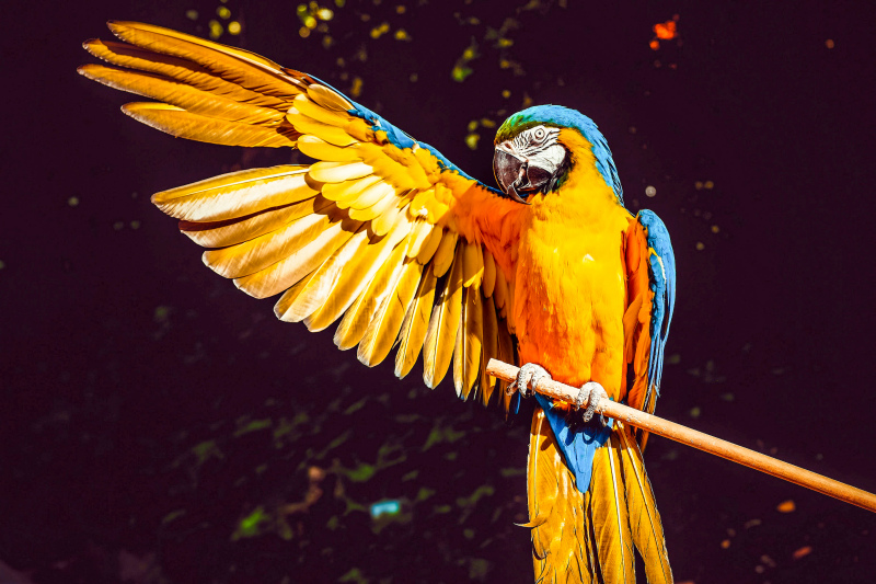 macaw bird picture dynamic winged parrot 