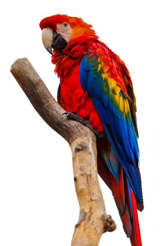macaw bird picture elegant bright realistic 