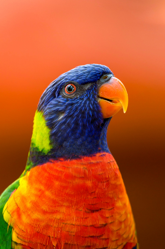 macaw parrot picture elegant closeup face 