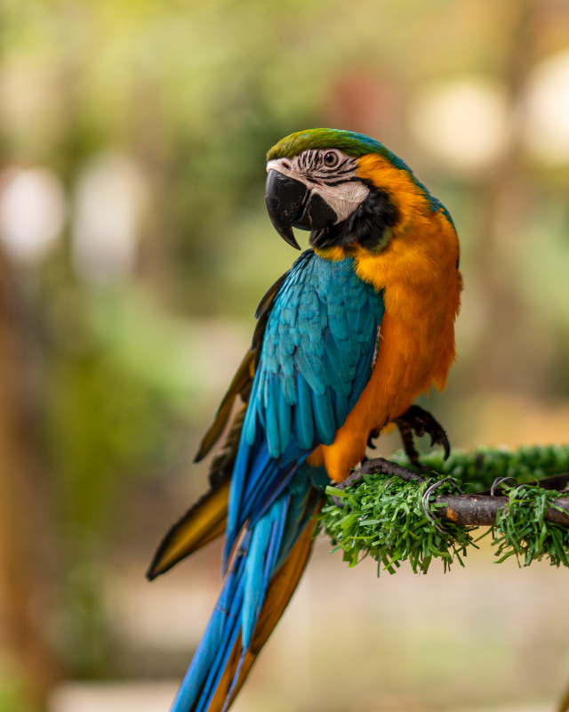 macaw parrot picture elegant closeup perching bird 