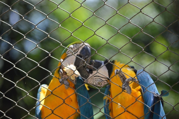 macaws kissing bird tropical birds