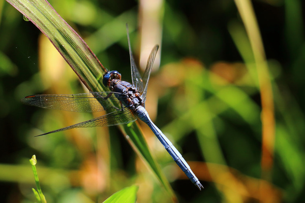 macro dragonfly