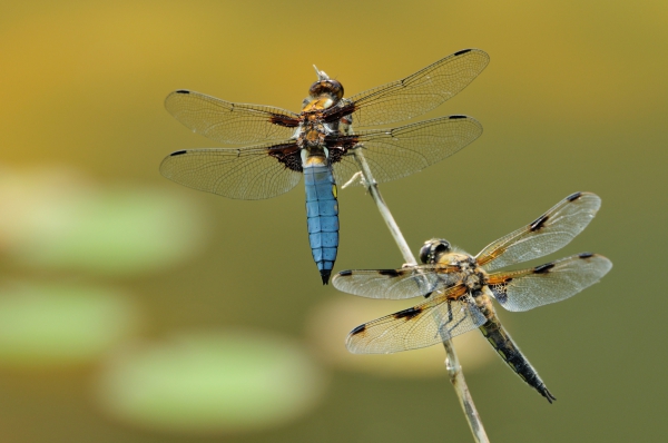 closeup of couples of dragonflies