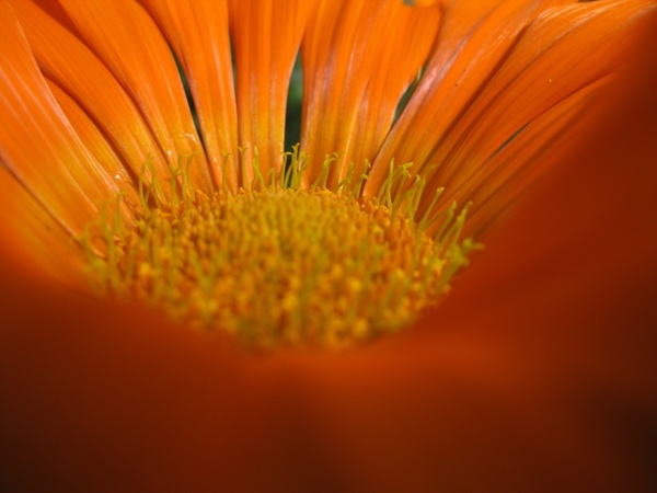macro flower orange