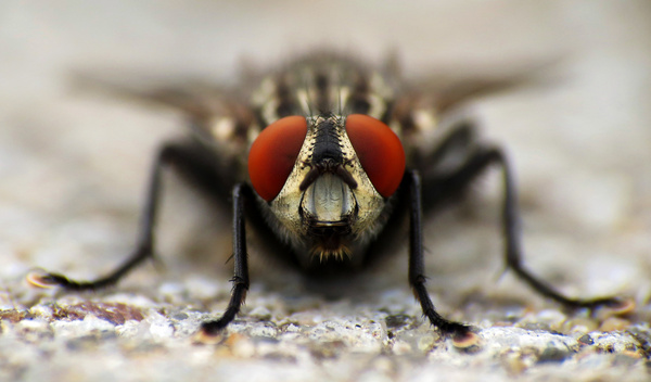 macro fly 