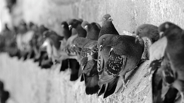 macro nature pigeon